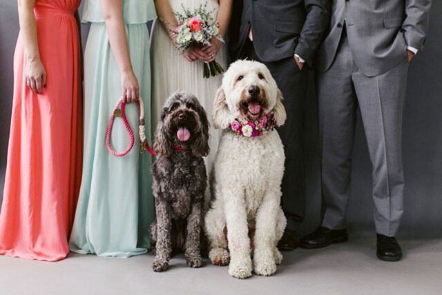 Pet Friendly Wedding Inspiration | Lemon & Lime Events | Meghan Boyer Photography